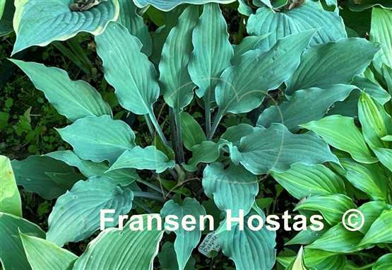 Hosta Peek-a-boo Purple